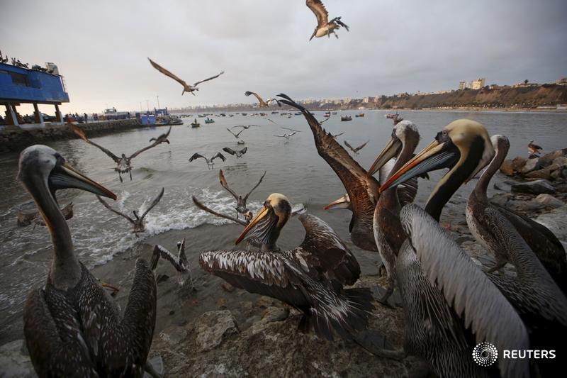Reuters's tweet photo. Pelicans wait for food at a market at Pescadores beach in Lima. Editor's Choice: https://t.co/CjrtTdUQJo https://t.co/KMOndUAqPo