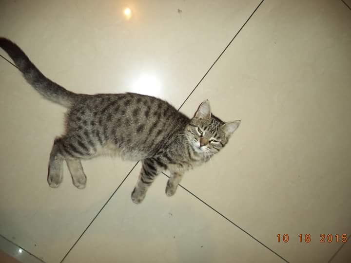 Dianace2381's tweet photo. Gatinho en adopcion 3 meses,llamar 0990103708 Sra. Rios RT @ursulastrengech @mcdc_mcdc @cynthiaviteri @isaaortegap https://t.co/05k1Y0zqIW