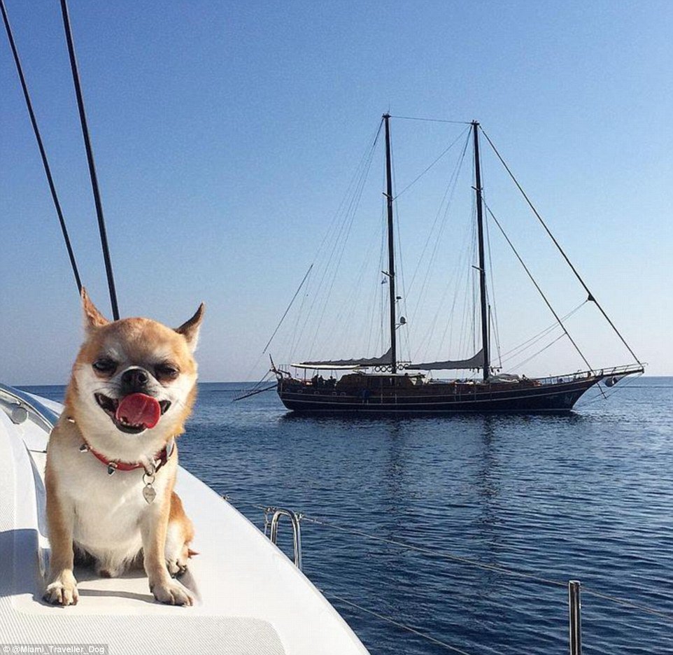 MailOnline Travel tweet media