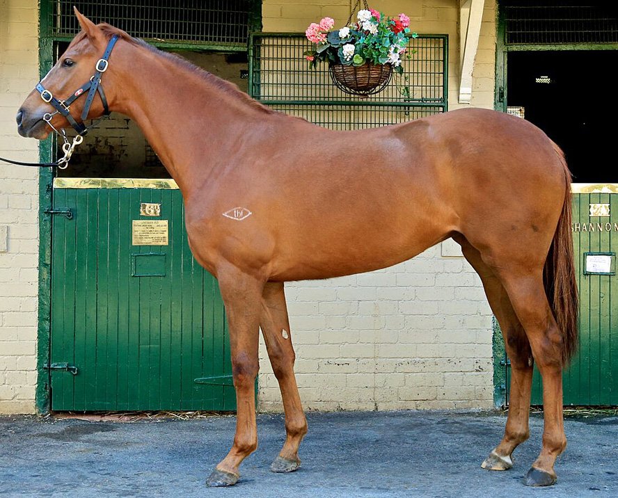 Dynamic_WONIT's tweet photo. 10% Remains in our #SEBRING Filly with @GaiWaterhouse1 From the Gr3 Winning and Gr1 Placed mare MARHETA #finalshares https://t.co/knYZVODEP0