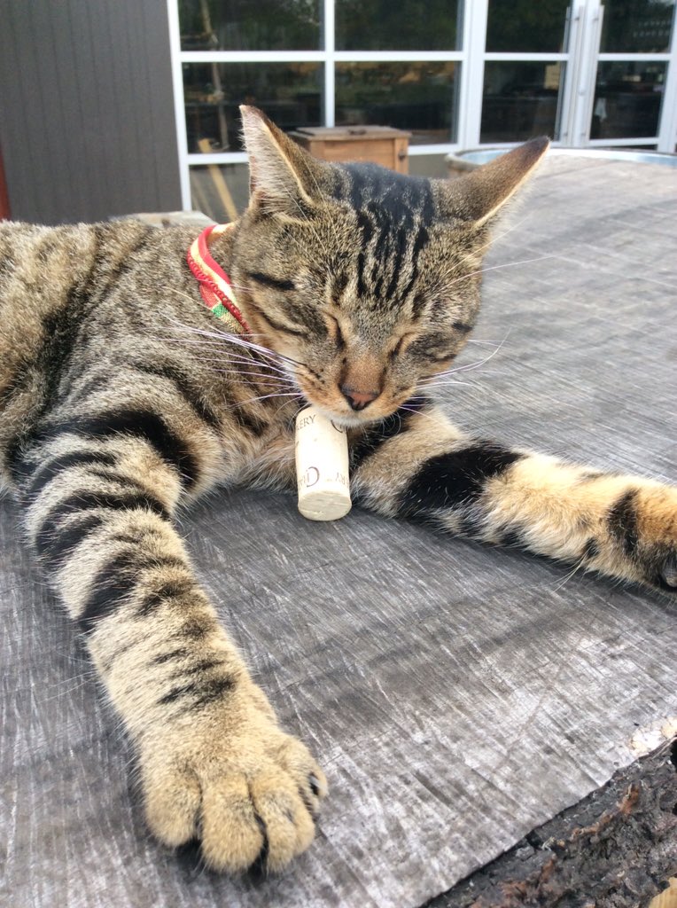 Our winery cat enjoying the patio