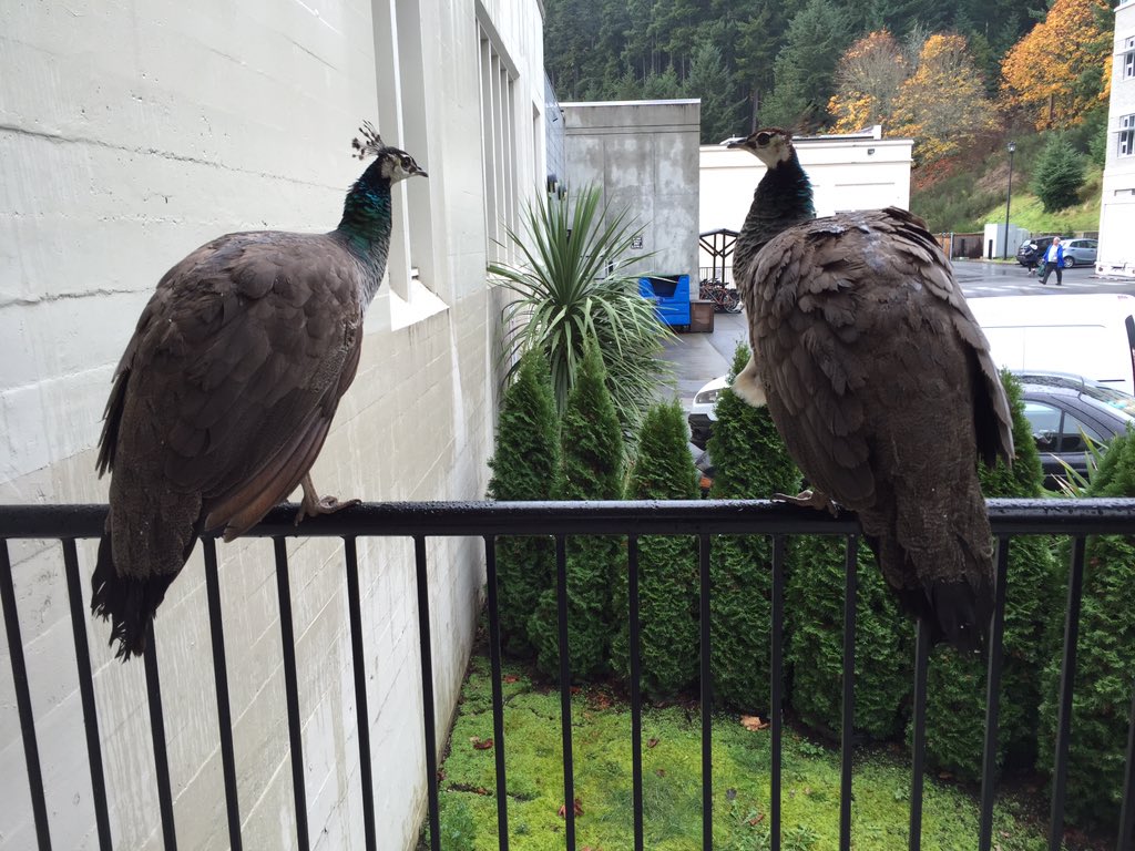 alinacfisher's tweet photo. Bored with remedial #stats lab today. Watching these peahens for some #sanity #birdwatching #statsis>confintervals https://t.co/xNvr8nrNMB