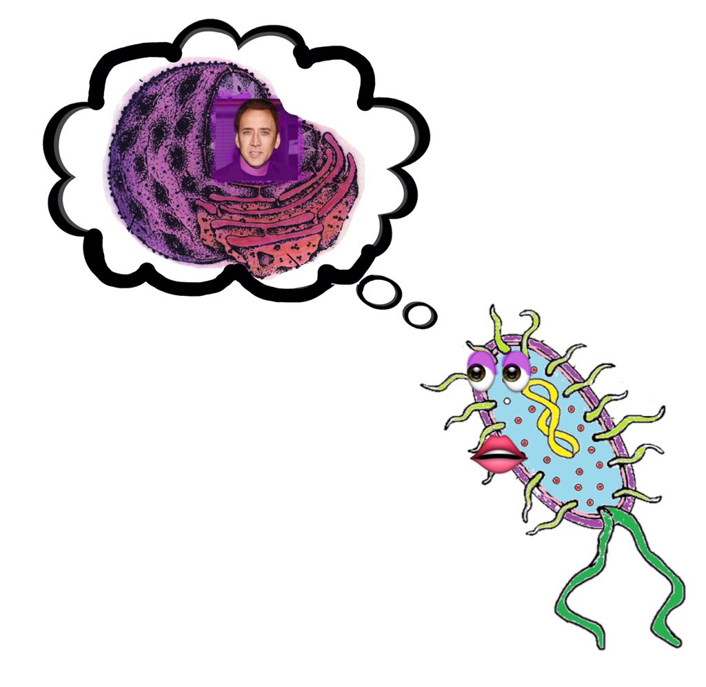 nucleus_cage's tweet photo. Keep dreaming prokaryote . . . Gotta #StayTrue to my complex cells. #eukaryotesforever https://t.co/O1oRSy4Kqj