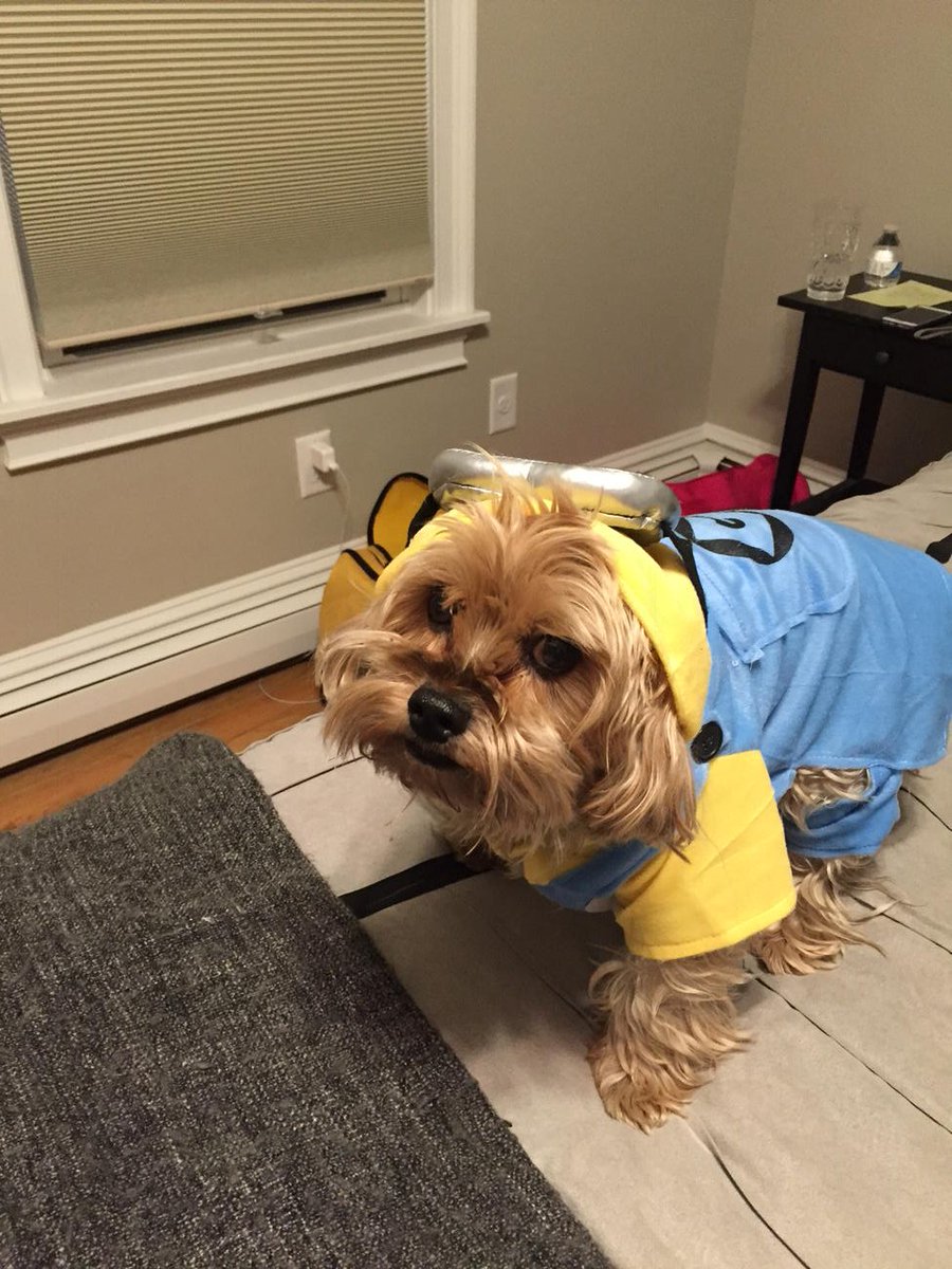 seandonovan28's tweet photo. Someone isn't thrilled about her #Halloween costume #dotti #seriouslydad https://t.co/d8zxNmmDmY