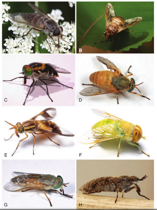 Entomological Collections Network (@entcollnet) on Twitter photo Horse flies (#Tabanidae) phylogeny onlinelibrary.wiley.com/doi/10.1111/sy… by <a href="/thekeithing/">Keith Bayless</a> et al Horse flies (#Tabanidae) phylogeny onlinelibrary.wiley.com/doi/10.1111/sy… by <a href="/thekeithing/">Keith Bayless</a> et al