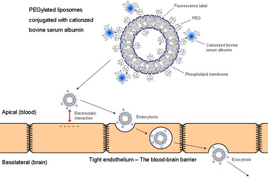 NPeppas's tweet photo. Liposomal Conjugates for Drug Delivery to the Central Nervous System in https://t.co/4RHYzd7Emv https://t.co/N481fFJvtq