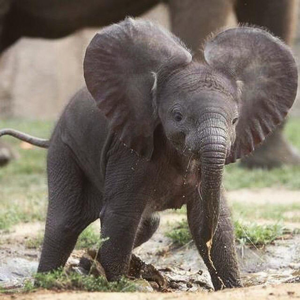 shopivoryella's tweet photo. Stop what you're doing and take a look at this little cutie ☺️🐘💕🙌🏼 https://t.co/pF3Ra2hjcC