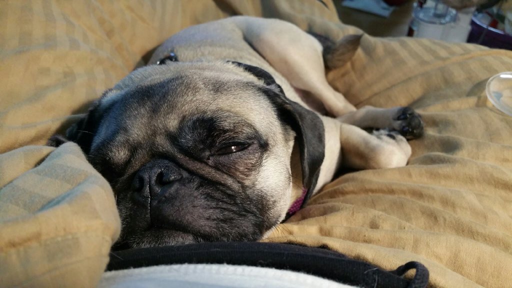 shitsnotsafe's tweet photo. Mom's getting ready to go to #AFF2015 and grandma is dealing with my messes 😂 so no #pugchat this week. Bye guys! https://t.co/YcOa3SyYJC