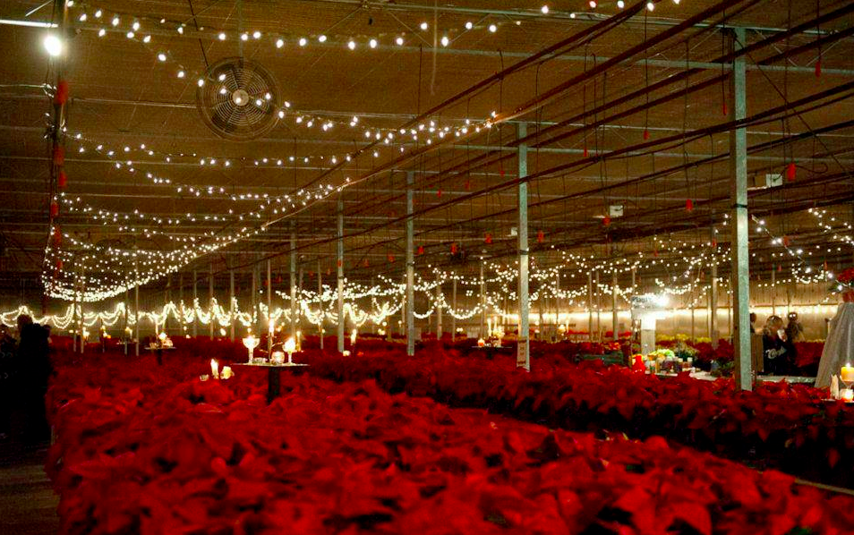 SAVE THE DATE! The annual "Poinsettias by Candlelight" <a href="/HuronRidgeAcres/">Huron Ridge Greenhouses</a> is on Nov 19-21 &amp; 26-28!