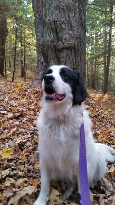 loser_domi's tweet image. #greta #simpledog