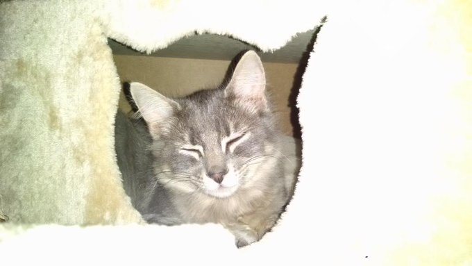 Meow https://t.co/RHv8tUaJvw<a href="/tag/thebigleap"class="tags"><span>#thebigleap</span></a>