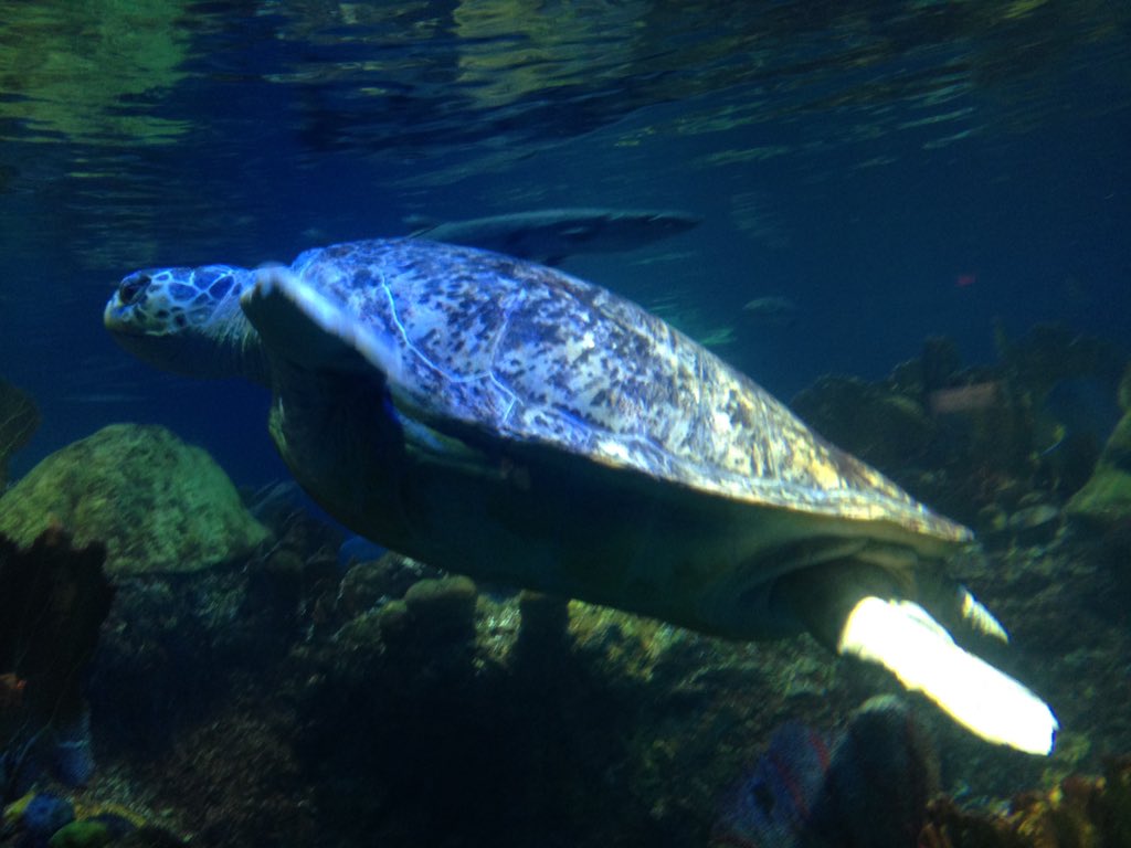 MEOPAR_Network's tweet photo. @NEAQ Hello! @MEOPAR_NCE research partner. Visited u 10/25 4 #AIS2015. Here's a pic: #murtletheturtle #underthesea https://t.co/xCvXlgxFcX