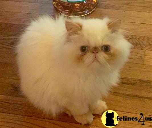 FelinesForUs's tweet image. felines4us.com/kittens/persia… - Our cattery is closing we have very nice Himalayan males and females for placement.