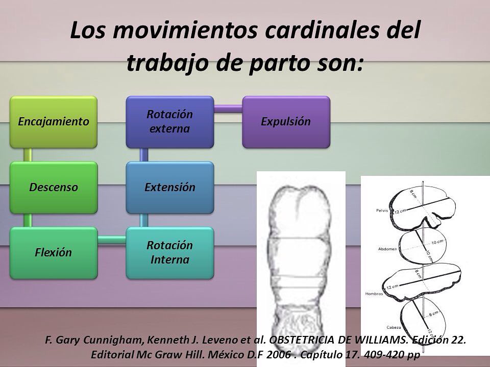 movimientos cardinales del parto pdf movimientos cardinales del parto pdf