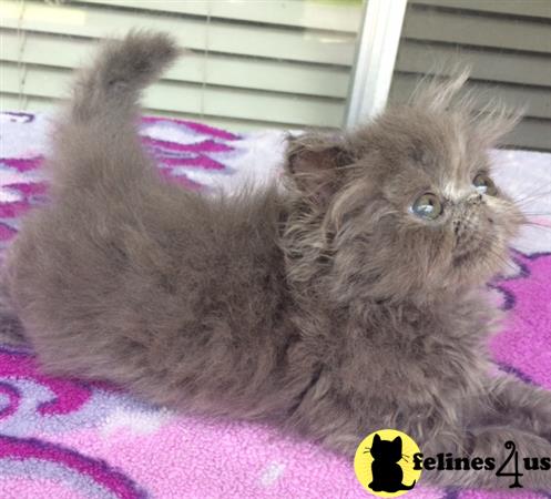 FelinesForUs's tweet image. felines4us.com/kittens/persia… - Blue Persian male kitten CFA Champion Parents PKD neg FL health cert. loving and playful.