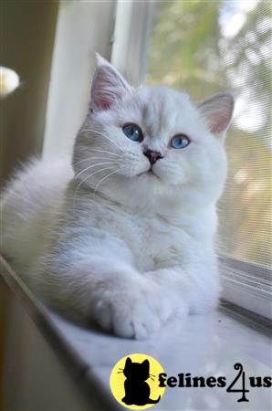 FelinesForUs's tweet image. felines4us.com/kittens/britis… - Parents TICA registered champions line.