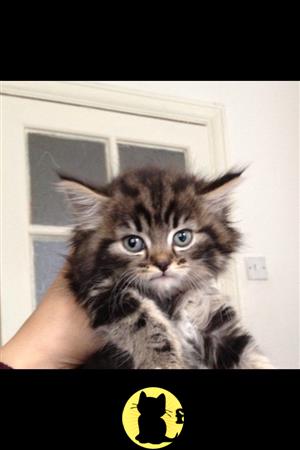 FelinesForUs's tweet image. felines4us.com/kittens/maine-… - Last 1 left boy Excellent temperament used to house hold noises and used to being handled