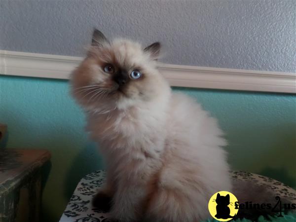FelinesForUs's tweet image. felines4us.com/kittens/himala… - My name is Rex I am a furry seal point Himalayan who loves to snuggle.