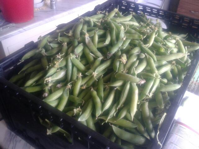 frost_farms tweet picture