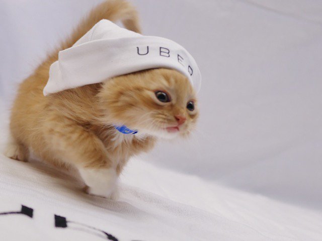 LAist's tweet photo. Uber Will Deliver Adorable Kittens To You Tomorrow For National Cat Day https://t.co/PbPwGoX2ST https://t.co/6IMnaiMlDC