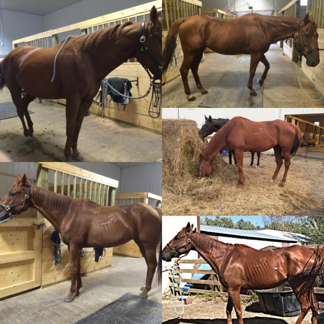 JBMEquiFarms tweet picture