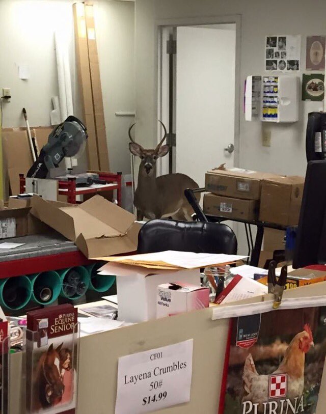 mayordwilliams's tweet photo. Someone broke into Hudsons Hardware! Only in #Garner!!! #mayorupdate https://t.co/3aoK8C4ldR