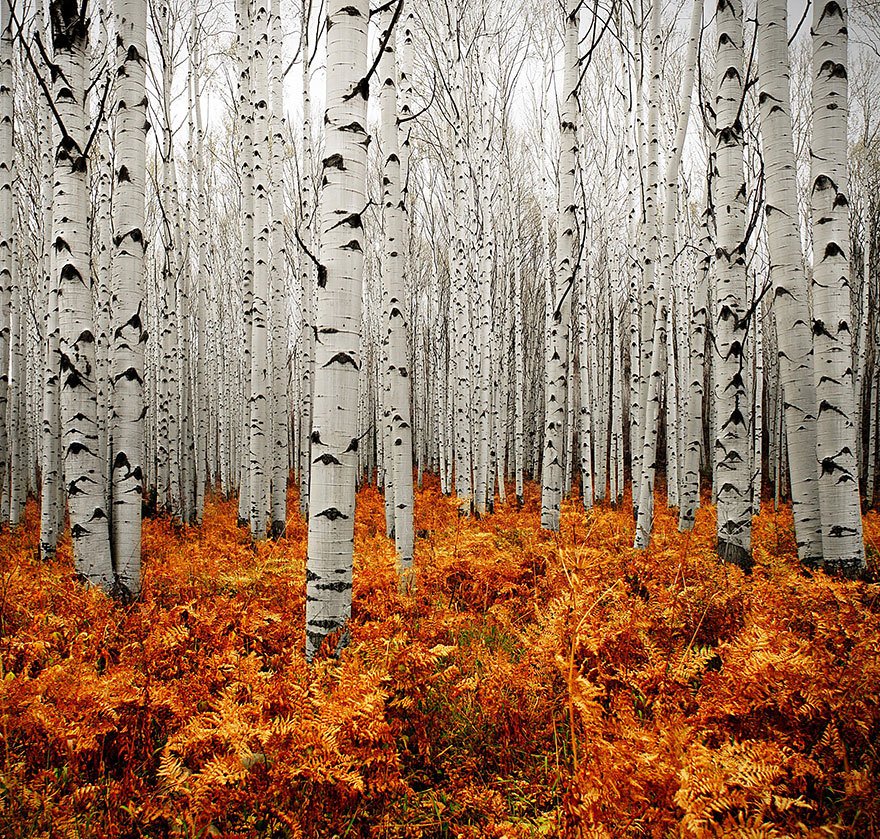 #Amazing Autumn Photography #AspenForest by Chad Galloway