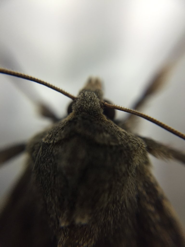 milandavidtoth's tweet photo. Moth macro https://t.co/ayz4sbu7IF