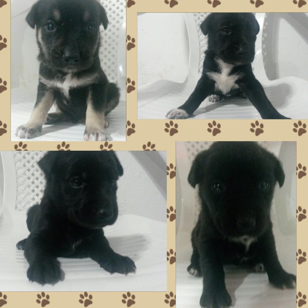 ValeVargass's tweet photo. Rescate a estos perritos que estaban desnutridos, buscan hogar por favor ADOPTENLOS RT @PilarDeTodos https://t.co/VcgiCxklfJ