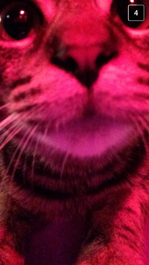 msustonerchicks's tweet photo. The fact that i got a Cat Selfie 😂 #SnapChat #LookAtThisFuckingCat https://t.co/qt0Db4ARyK