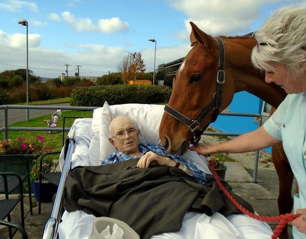 BuzzFeed's tweet photo. Nurses fulfilled this man’s dying wish to see his beloved horse one last time https://t.co/2l2kbo8r2C https://t.co/mLKBWgy4QS