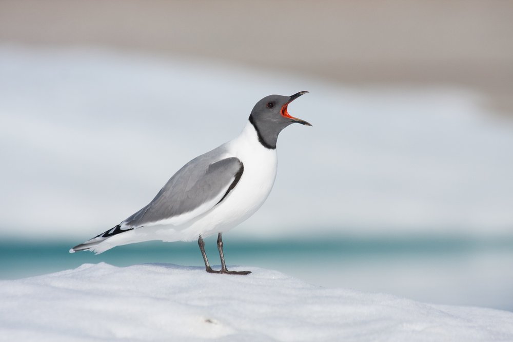 BethanyClark36's tweet image. A Sabine&apos;s gull pair breeding in central Canada wintered in different oceans: S America &amp;amp; S Africa! - S Davis #WSC2
