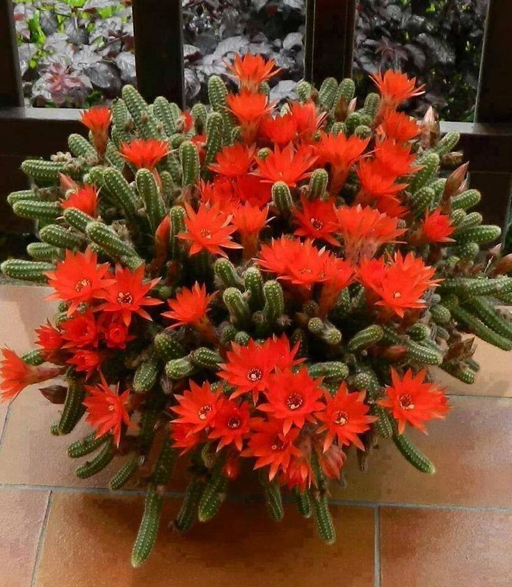 CactusDelMundo's tweet photo. Follow us to see the most beautiful cactus in the world #health#startup#education#pisces https://t.co/NaogXUJpCg