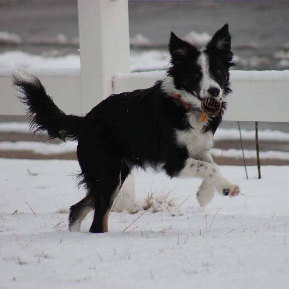 dogsofheritage's tweet photo. I bet Loki is enjoying this cold weather 😍❄️☃ https://t.co/T8tC8BzeAM