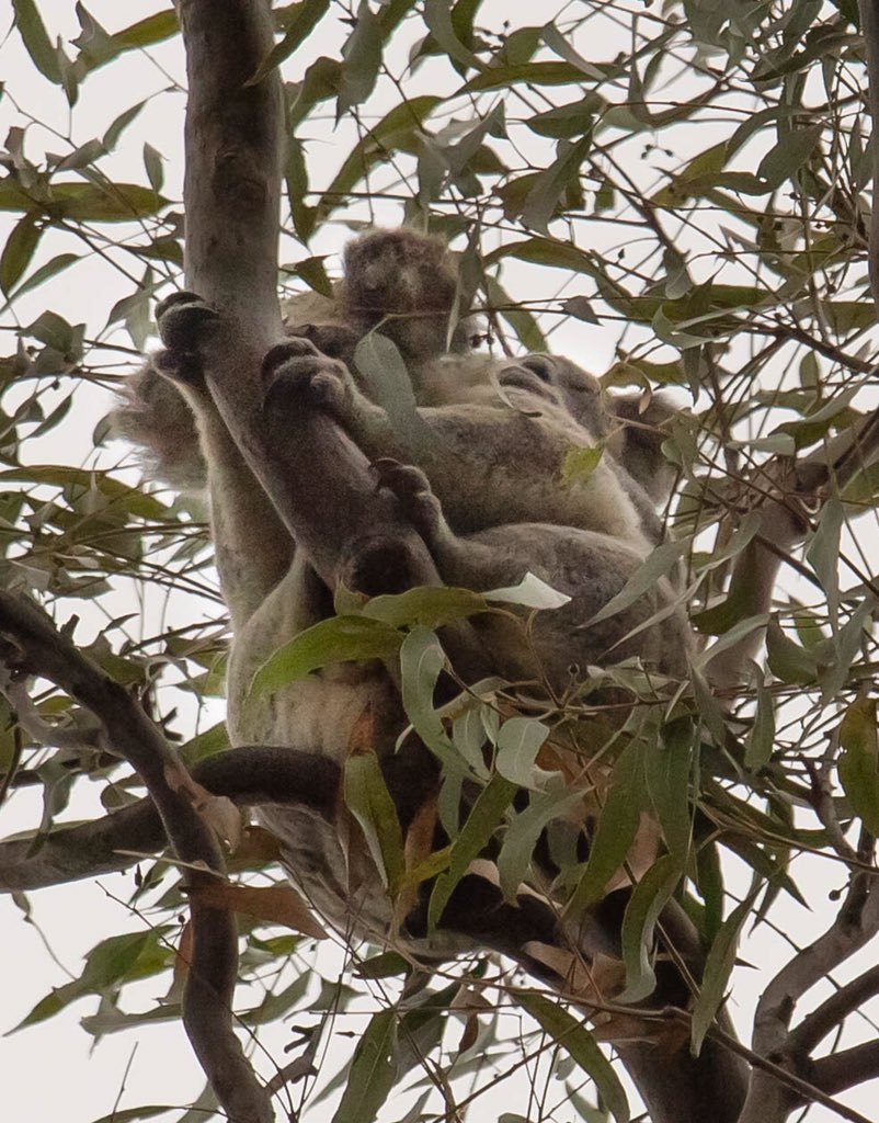 pharzus's tweet photo. @koalatracker just saw these two in William Ross park Cleveland https://t.co/X7FzAmjgyk