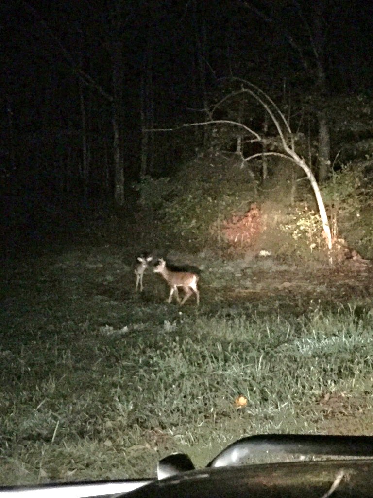 RebeccaHawkins0's tweet photo. When you see two bucks in the neighbors field so you drive through it to see how big they are๐ #4pointers https://t.co/7v24RmYqty