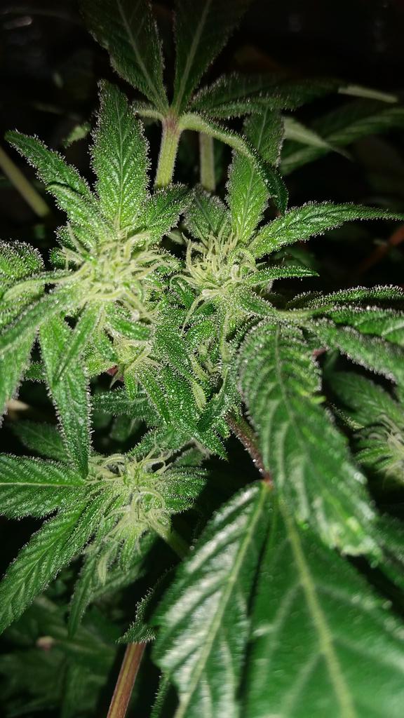 BakoEMT's tweet photo. 2 weeks of #flowering #growingweed #growingbud #growingmarijuana #conniechung #mybaby #smokinghot #sexybeast https://t.co/fZ59fuW9gb