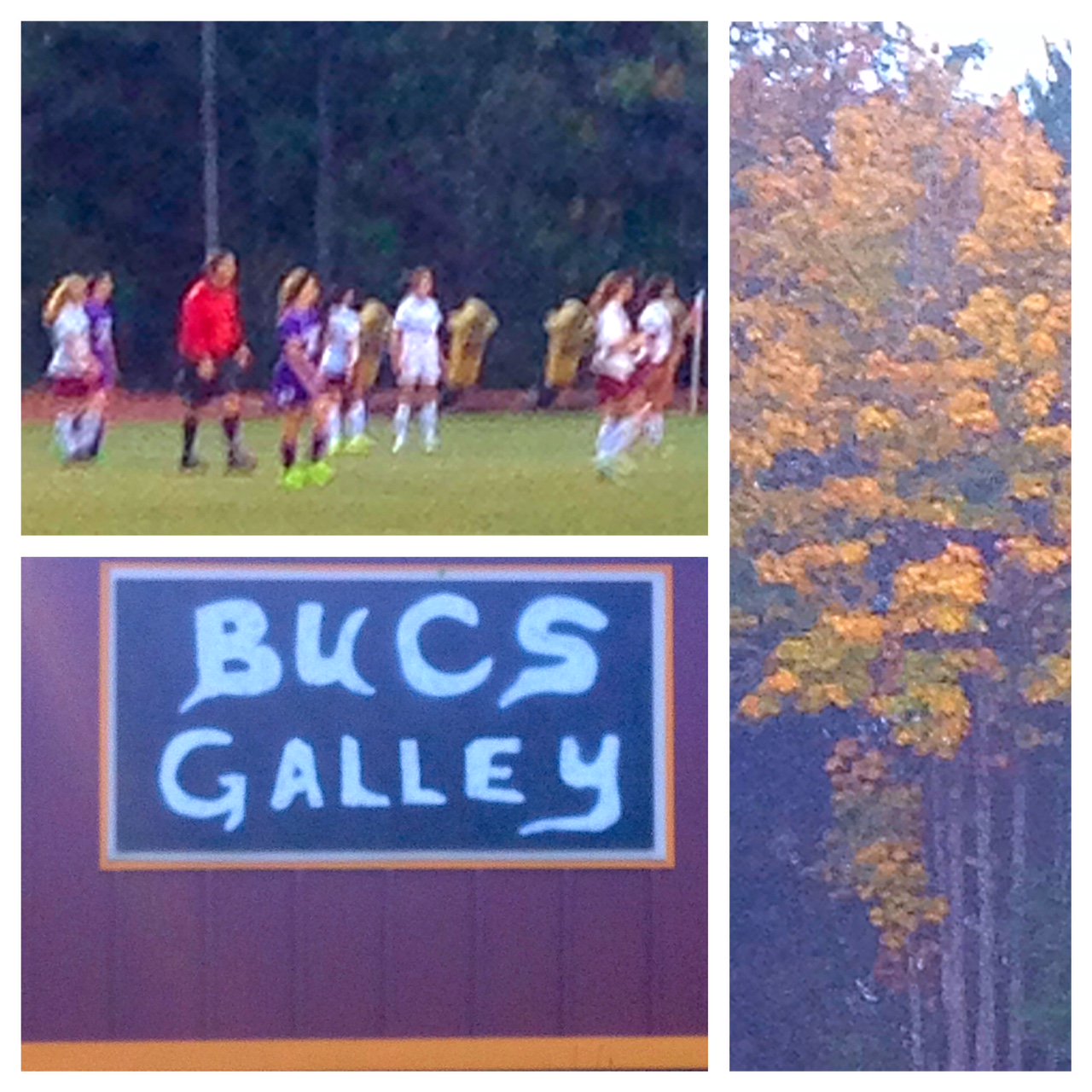 Kitsap Moss Removal (KitsapMoss) / Twitter