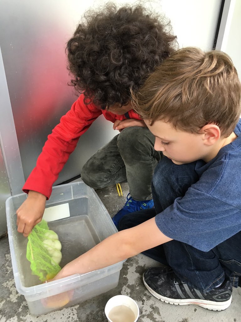 MTCLR_4thGrade's tweet photo. Investigating solutions for oil spills #humanimpact https://t.co/90lBBLAXdQ