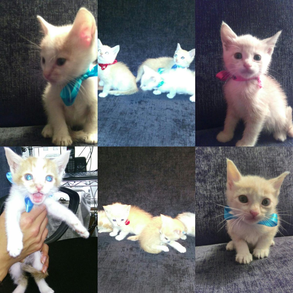 Caribealvarez's tweet photo. Hermosos gatos en adopción me ayudan? 1 mes1/2 @luisyeverino79 @RescateAnimal @cambiaundestino @Nykte @MundoPatitas https://t.co/wLN4PEIh1e