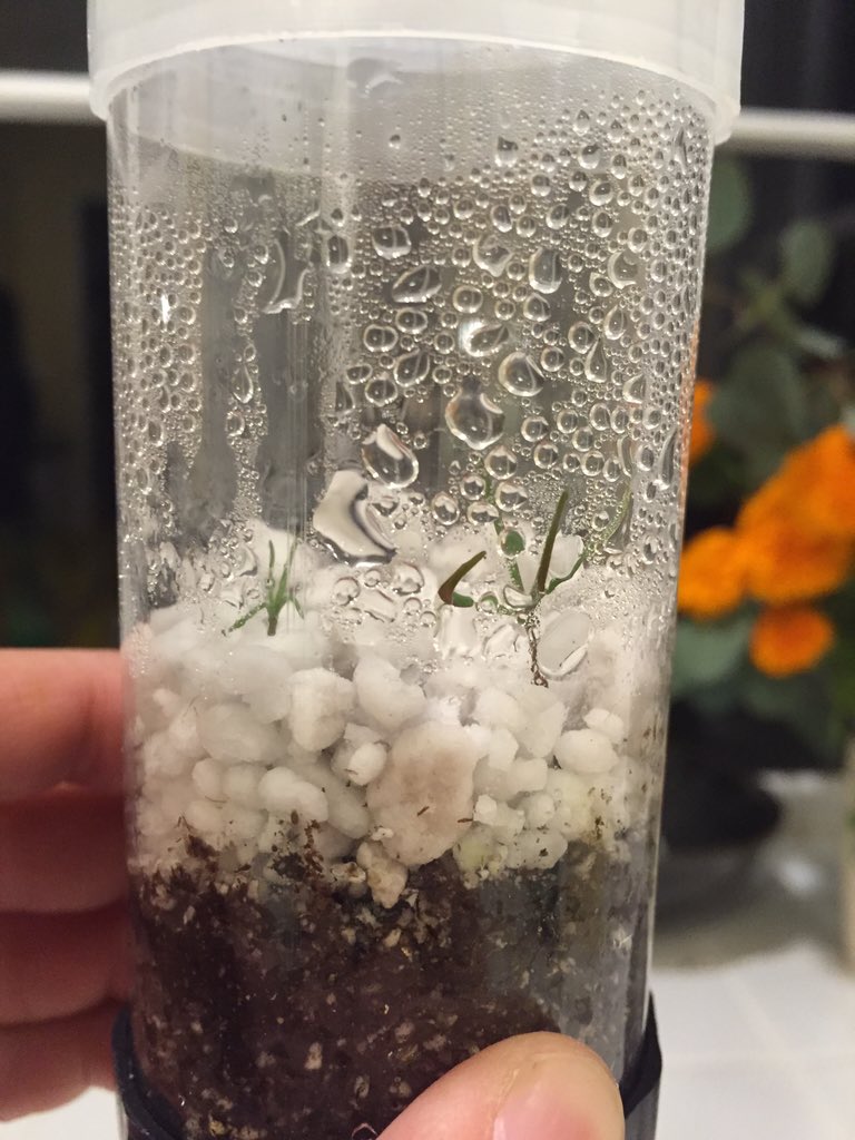 TannerKy's tweet photo. It's official, I have two sprouts form my Giant Sequoia seeds (largest tree species on Earth!) #BeginningOfALegend https://t.co/NYHNgBc8fM