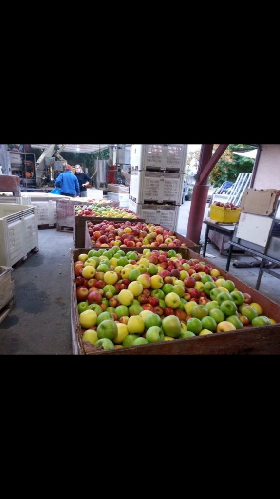 shcider's tweet photo. Coming soon to a tasting room near you (ours)! Freshly pressed AJ! Thx @MobileJuicing! #applejuice #SummerlandBc https://t.co/osZqhTWaKS
