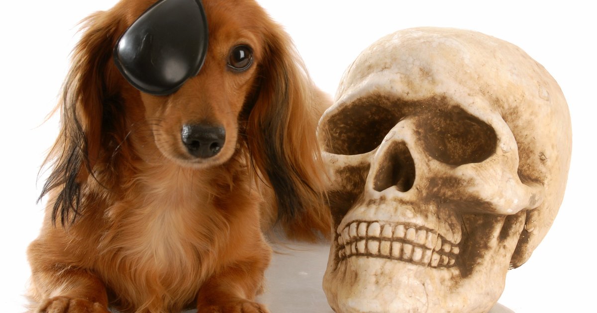 HuffPost's tweet photo. These 10 adorable Halloweiner dogs are so cute it's scary https://t.co/UV6gO2PpOV https://t.co/9LEqxVSUcY