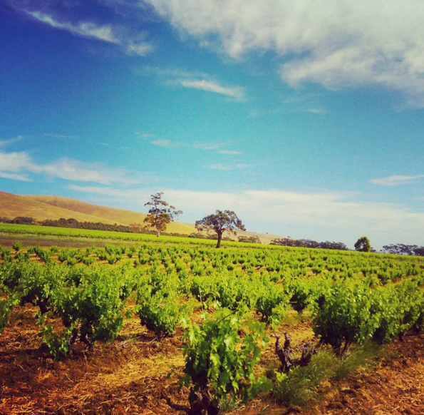 entropyandco's tweet photo. Perfect day at work from the #barossa and bit of #vino #winelover #adelaide #entropyandco https://t.co/dJFNMgslvp