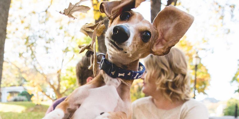 people's tweet photo. LOL! This dog adorably photobombs his owners' engagement photo https://t.co/Q4mkopL3vP https://t.co/yI2D0nRIHN