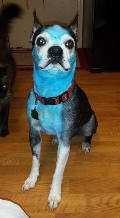 KCNorthlander's tweet image. #WorldSeries Jennifer's dad dyed the family's Maltese dog blue back in 85, She is following tradition! Meet Foster.