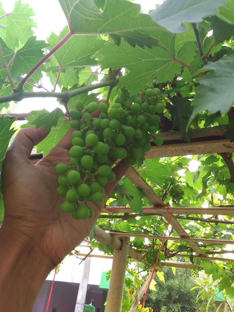 TRIYONOYUDIAWAN's tweet image. @CkarangBerkebun @urbancikarang betul jg tuh, tp kalo ini bentar lg manis, #lahansempit