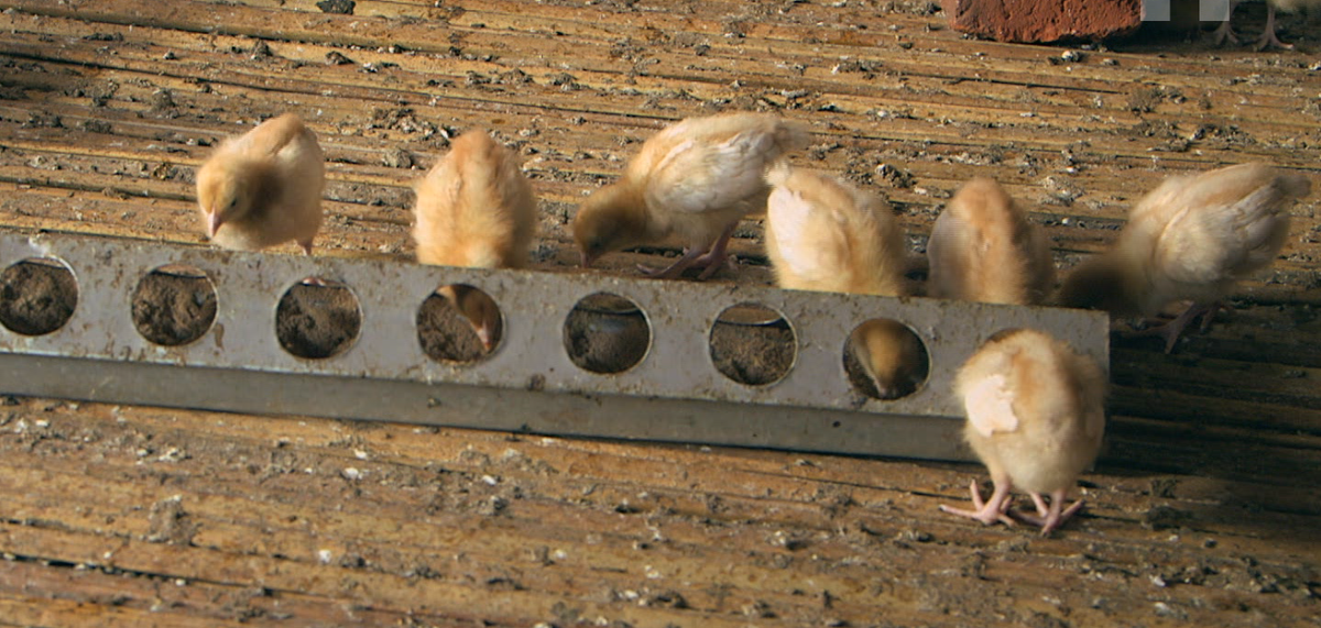 theishamba's tweet photo. How much feed should you give to your #layers?
20-35g of Chick and Duckling mash  per #bird per day (0-8 weeks). https://t.co/mLCr6pmL6b