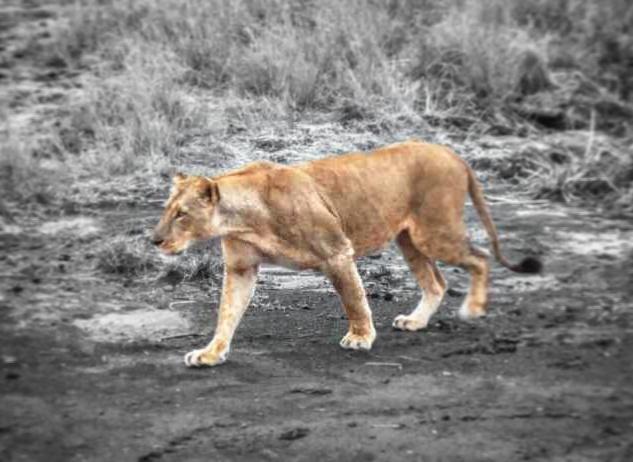 KyleVenktess's tweet photo. Game drive through #NairobiNationalPark #Nairobi #Kenya #GoogleInNairobi https://t.co/DT2qXIW4Co