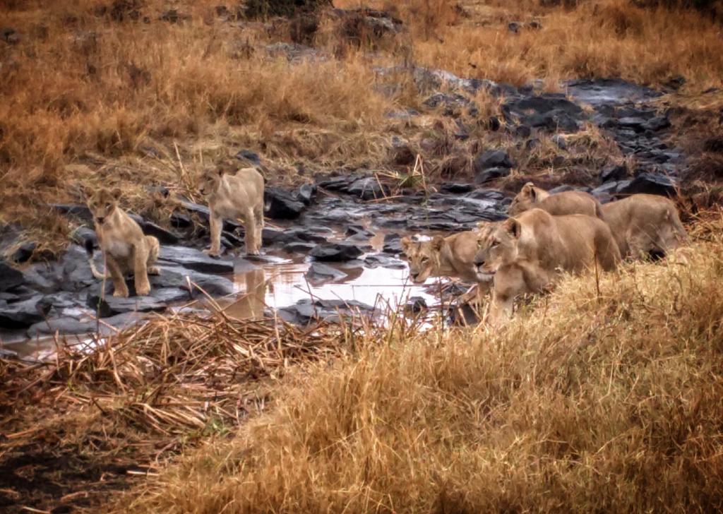 KyleVenktess's tweet photo. Game drive through #NairobiNationalPark #Nairobi #Kenya #GoogleInNairobi https://t.co/DT2qXIW4Co